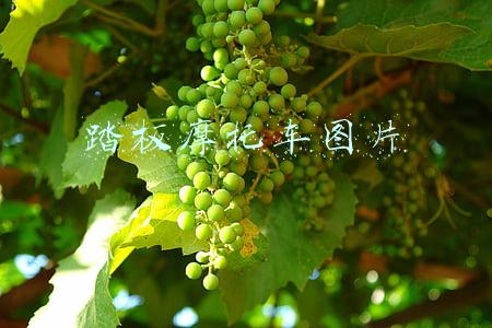 踏板摩托车图片