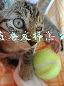 沙宣卷发棒怎么样