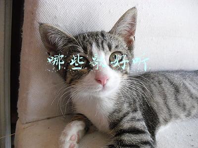 周深哪些歌好听(周深的新歌《说声你好》我听了，说说我的看法吧)