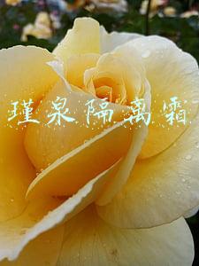 瑾泉隔离霜