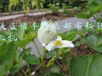 侠盗猎车罪恶都市秘籍飞机