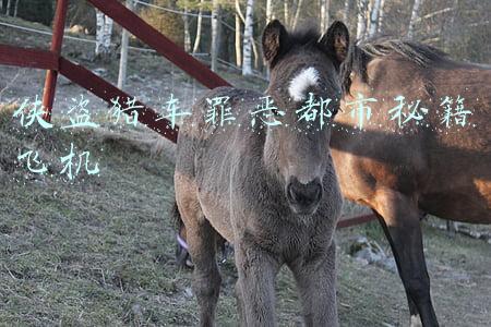 侠盗猎车罪恶都市秘籍飞机