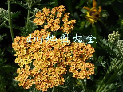 dnf地图大全