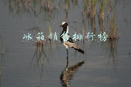 冰箱销售排行榜前十名(9月京东大家电销售榜单（洗衣机、冰箱、空调集合篇）)