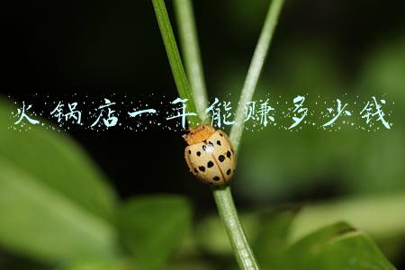 火锅店投资大概多少钱，开火锅店需要多少资金