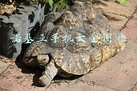 诺基亚手机图片大全 型号(诺基亚早期手机你都见过哪些手机？)