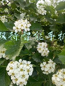 双卡双待智能手机推荐