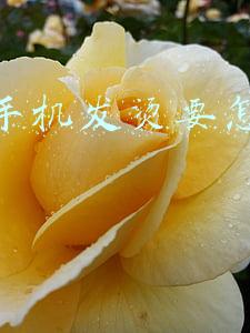 苹果手机发烫要怎么解决