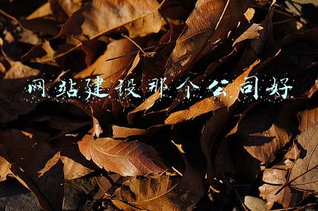 网站建设那个公司好