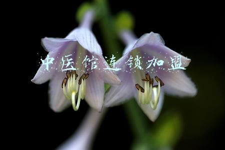 中医馆连锁加盟合同(中医加盟馆的营销策略)