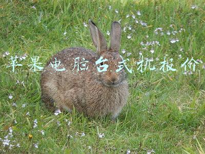 苹果电脑台式机报价