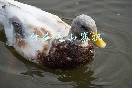 什么是山寨币(2月份值得密切关注的4种山寨币)