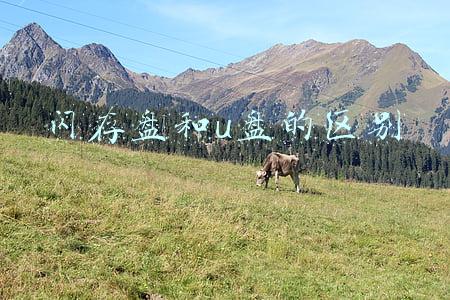 闪存盘和u盘的区别