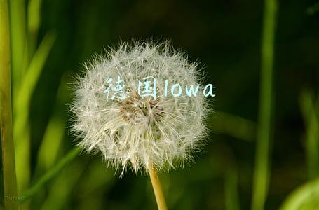 德国lowa