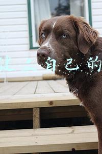 建立博客的步骤(如何自己动手建立自己的博客网站)