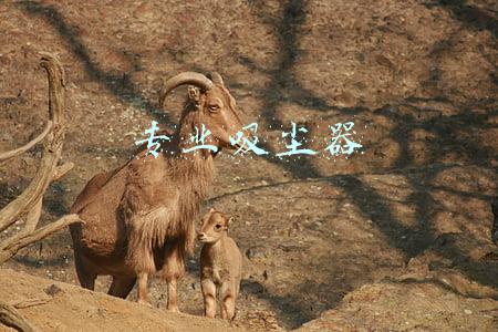 专业吸尘器