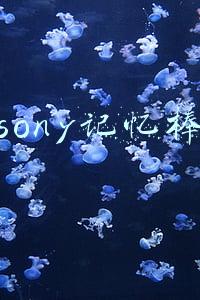 索尼记忆棒和sd卡的区别(如何识别和选购照相机和摄像机的储存卡)