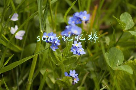 sony记忆棒 sony记忆棒