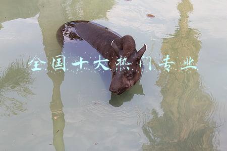 大学热门专业排名前十名(十大热门专业是哪些？大学专业就业前景排行)