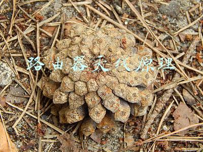 路由器天线原理