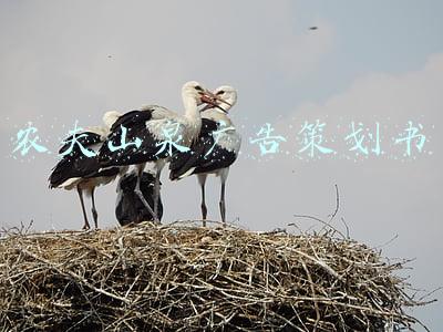 农夫山泉广告策划书