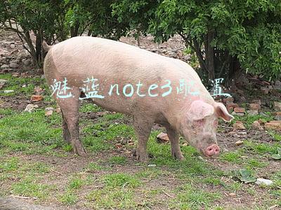 魅蓝note3什么处理器(除了缺点，魅蓝10能找到优点吗？我发现了几个)