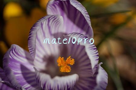 mate10pro