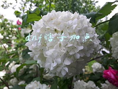 dnf瞎子加点