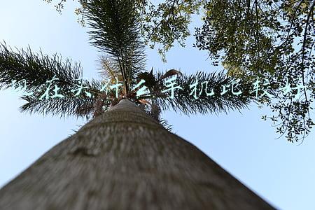 目前最值得买的手机(当下最佳4款“无差评”手机，从高端到低端，闭眼入手不花冤枉钱)