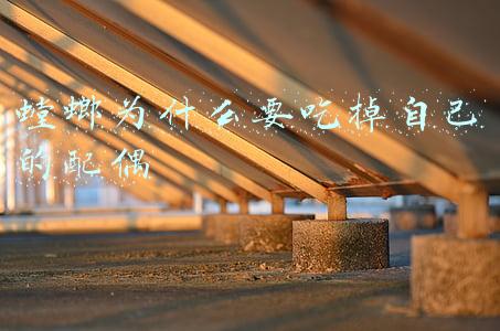 螳螂为什么要吃掉自己的配偶黑猫警长(雌性螳螂在吃掉自己“丈夫”时，为何雄性螳螂不反抗也不逃走？)