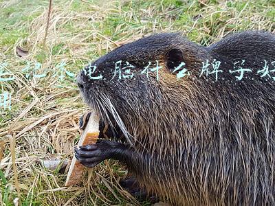 笔记本电脑什么牌子好用