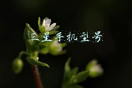 三星手机型号怎么看(三星S21系列三款齐发 一文告诉你三个型号应该怎么选)