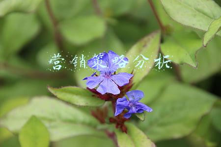 营销策略分析开题报告(电子商务论文开题报告)