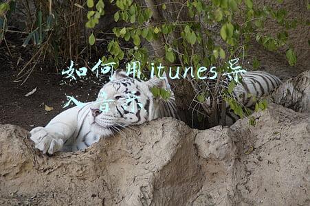 如何用itunes导入音乐