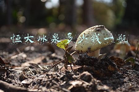 恒大冰泉多少钱一瓶红色(首富卖水，狂砸60亿，亏40亿后18亿贱卖，如今又买回来了？)