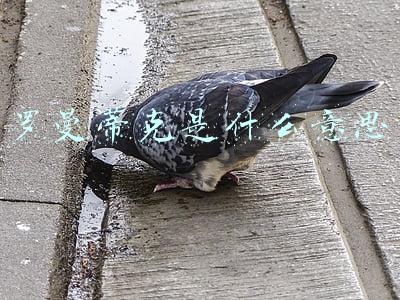 冬日是永不消亡的罗曼蒂克是什么意思(手绘女生插画壁纸｜我在贫瘠的土地，你是最后一枝玫瑰)