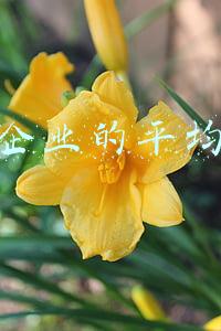 中国企业的平均寿命