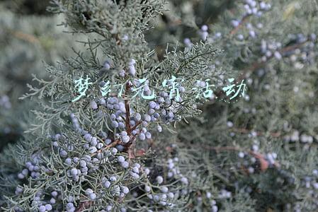 梦幻元宵活动