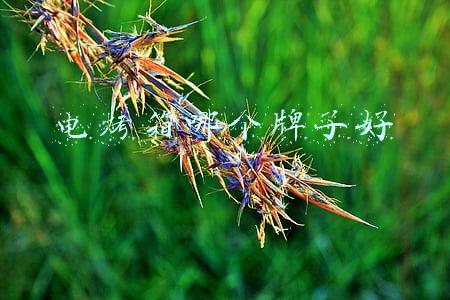烤箱牌子(网上80万款电烤箱 我只推荐这3款烤箱给大家)
