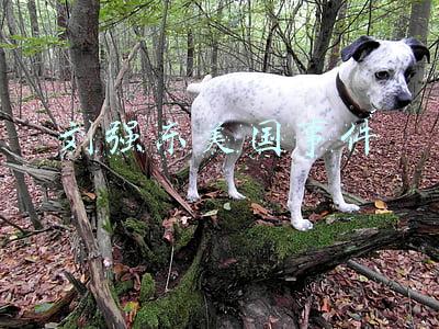 刘强东美国事件