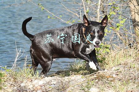 国美(负债率95%，国美的钱去哪了？)