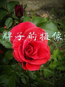 家用摄像机哪个牌子好(做你的第三只眼——家用智能摄像机消费指南)