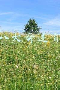 八大奇迹世界八大奇迹有哪些(世界八大奇迹，每个都让人叹为观止，可惜只剩下2大，你知道哪些)