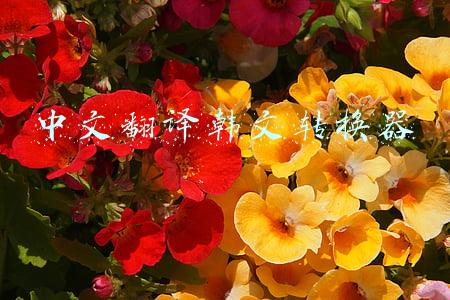 韩语翻译中文语音转换器(如何翻译文本？就是这么简单)