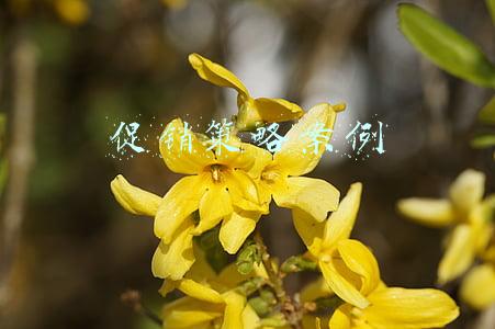 促销策略案例分析 哇哈哈(让年轻人更懂娃哈哈 宗馥莉要如何做营销？)