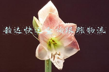 查询韵达快运物流查询(查询韵达快递并导出到表格的教程)