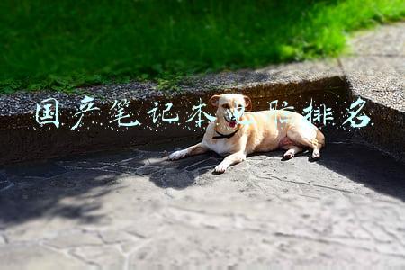 国产笔记本电脑排名前十的品牌(「电脑」最新国内PC市场TOP5 联想老大稳固 你用的哪家？)