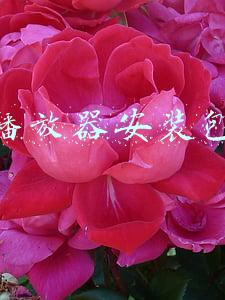 播放器安装包怎么下载(全网一个能顶10个的音乐播放器「附下载」)