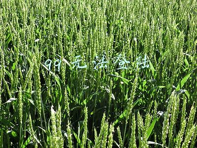 qq无法登陆怎么更换密保手机(腾讯QQ：“设备锁”更名为“登录保护”)