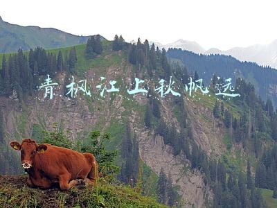 青枫江上秋帆远